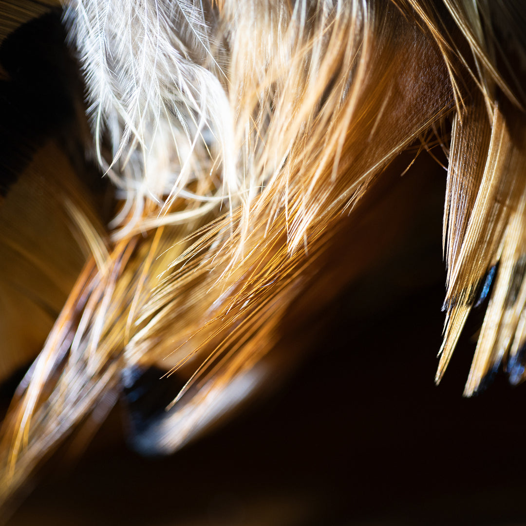 Fine Feathered Friend