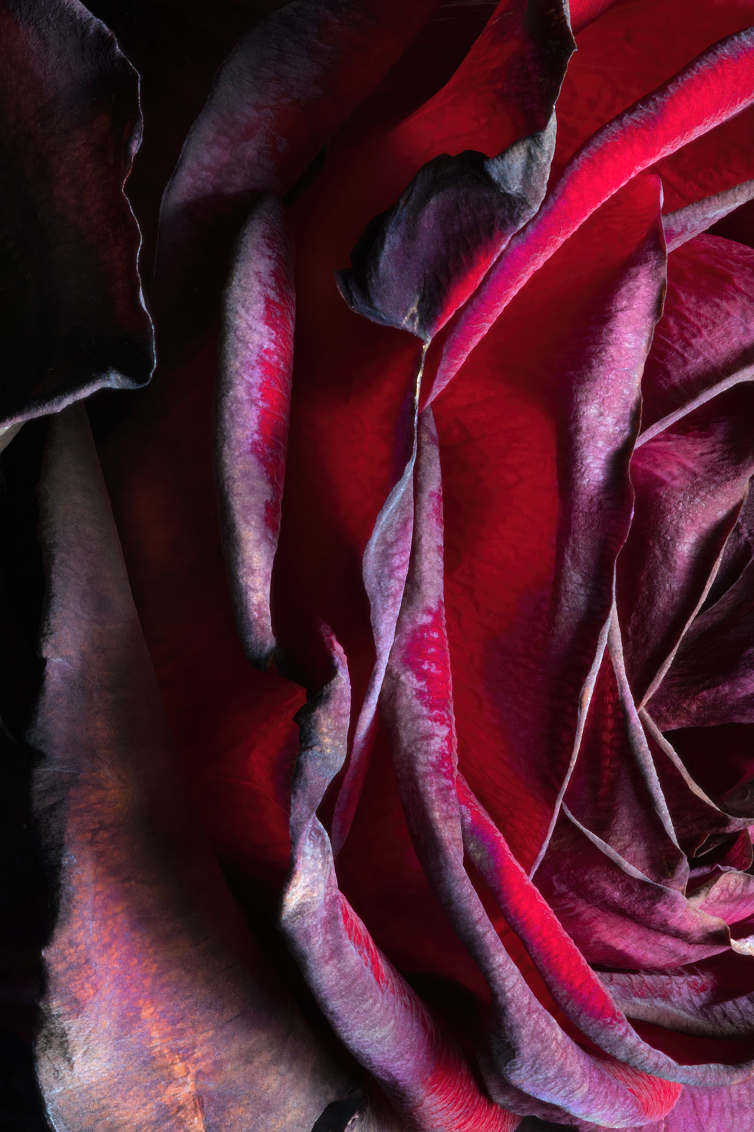 Beauty Remains