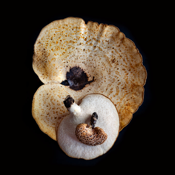 Shrooms Yum Yum